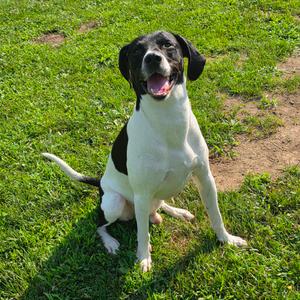 Jackie, Pointer, adult, available for adoption