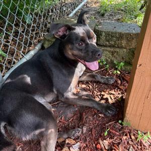 Ramona, Mixed Breed (Medium), young, available for adoption