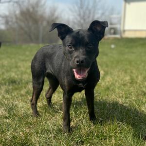 Ramona, Mixed Breed (Medium), young, available for adoption