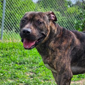 Groot, Terrier, American Pit Bull, young, available for adoption