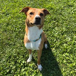 Mazie, Terrier, young, available for adoption