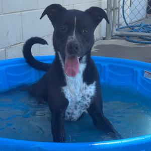 Rose, Pointer, English, adult, available for adoption