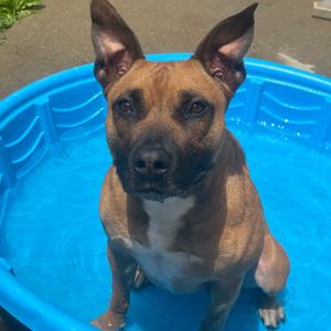 Ruby, Terrier, Pit Bull, adult, available for adoption