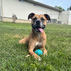 Bart, Terrier, Pit Bull, adult, available for adoption