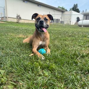 Bart, Terrier, Pit Bull, adult, available for adoption