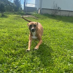 Josie, Chihuahua, adult, available for adoption