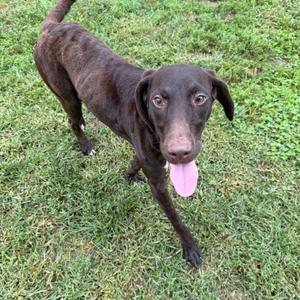 A brown dog with floppy ears and a pink tongue sticking out, standing on grass.
