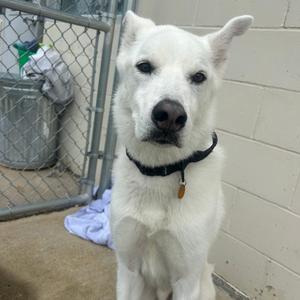 A white dog with a black collar sitting in front of a chain-link fence.