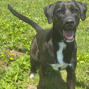 Pip, Retriever, Black Labrador, young, available for adoption