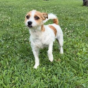 A small brown and white dog standing on a grassy field.