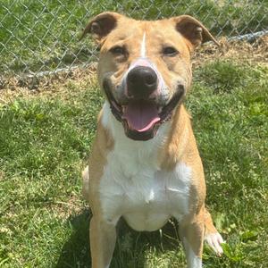 A tan and white dog with its tongue out, sitting on green grass.