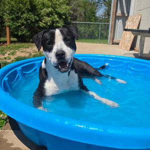 Bonita, Mixed Breed (Medium), young, available for adoption