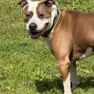 Rico, Terrier, Pit Bull, adult, available for adoption