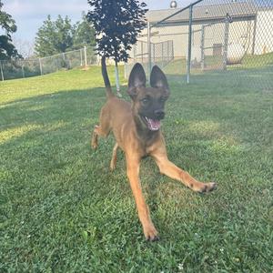 A brown dog running on a grassy field