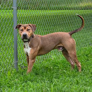 A brown dog with a white chest and a black nose standing in a grassy area behind a chain-link fence.