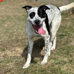 Opal, Pointer, English, adult, available for adoption