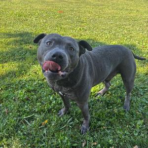 Macho, Terrier, American Pit Bull, young, available for adoption