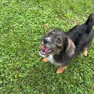 Chocolate, Mixed Breed (Medium), available for adoption