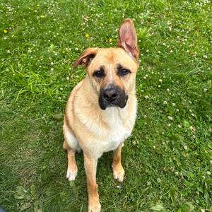 Kenai, Shepherd, young, available for adoption