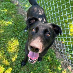 Molly, Retriever, Black Labrador, adult, available for adoption