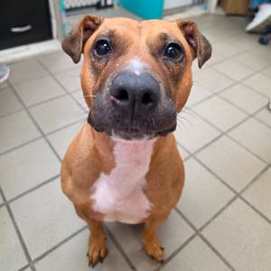 Maya, Terrier, American Pit Bull, senior, available for adoption