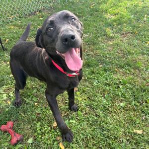 Harlow, Retriever, Chocolate Labrador, young, available for adoption