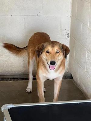 Leo, Shepherd, adult, available for adoption