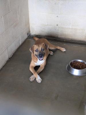 A brown and white dog lying on the floor in a concrete enclosure, with a metal food bowl filled with kibble nearby.