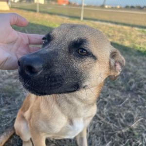 Joy, Black Mouth Cur, young, available for adoption