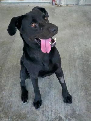 Doc, Black Labrador Retriever, adult, available for adoption