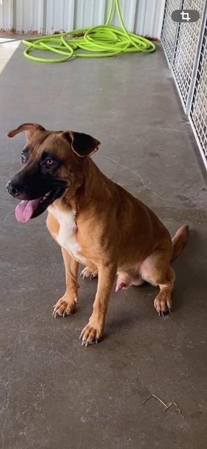 Macho, Mixed Breed, adult, available for adoption