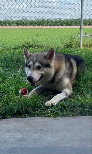 Nanook, Siberian Husky, senior, available for adoption