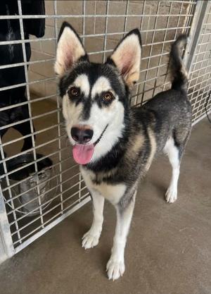 Kiss, Husky, adult, available for adoption