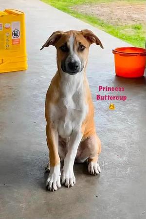 Princess Buttercup, Black Mouth Cur, young, available for adoption