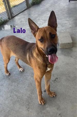 Lalo, Shepherd, adult, available for adoption