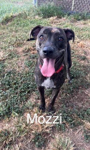 Mozzi, Terrier, adult, available for adoption