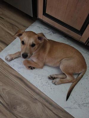 A light brown dog lying on a white mat on a wooden floor.