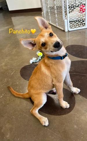Panchito, Shepherd / Carolina Dog, young, available for adoption