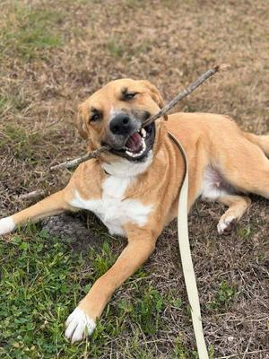 Gus, Shepherd, adult, available for adoption