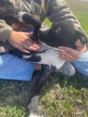 Sebastian, Boxer / Pit Bull Terrier, young, available for adoption