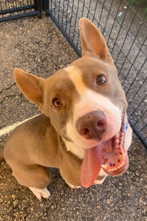 Trooper, Pit Bull Terrier / Mixed Breed, adult, available for adoption
