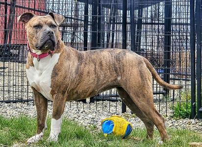 Edith, Pit Bull Terrier, adult, available for adoption