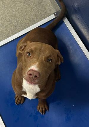 Ginger 5mo (AVA 10/28), Labrador Retriever, available for adoption