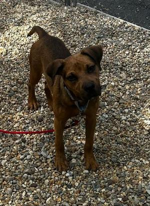 Smiley male 6 months AVAILABLE 8/5, Labrador Retriever, young, available for adoption