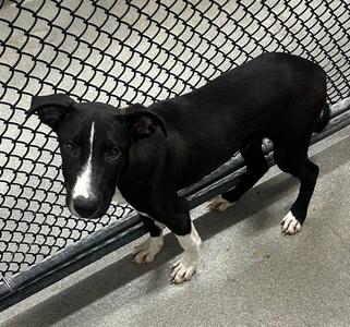 Matthew 4 months AVAILABLE 8/5, Labrador Retriever, young, available for adoption