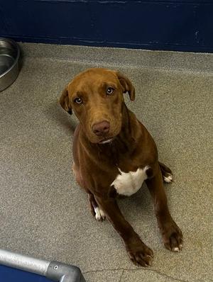 Cinnamon 5mo (AVA 10/28), Labrador Retriever, available for adoption
