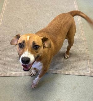 Mattie 1yr (AVA 10/28), available for adoption