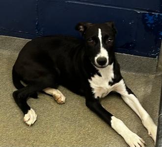 Luke 4 months AVAILABLE 8/5, Labrador Retriever, young, available for adoption