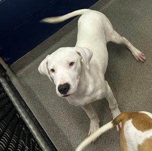 Frosty 5mo (AVA 10/28), available for adoption