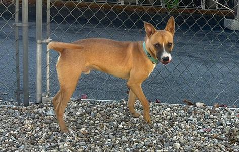 Carmelo 7mo, Labrador Retriever, young, available for adoption